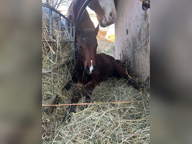 American Paint Horse Mare 1 year Brown in Grimacco