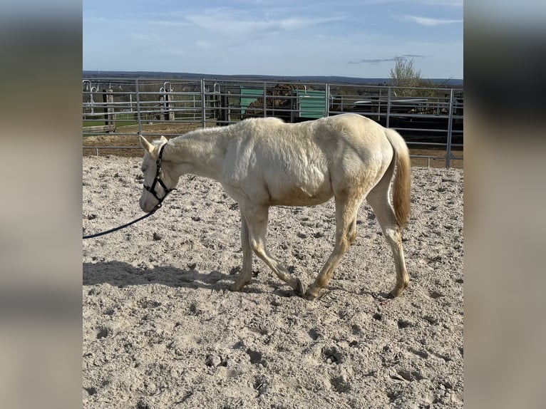 American Paint Horse Mare 1 year Champagne in Aachen