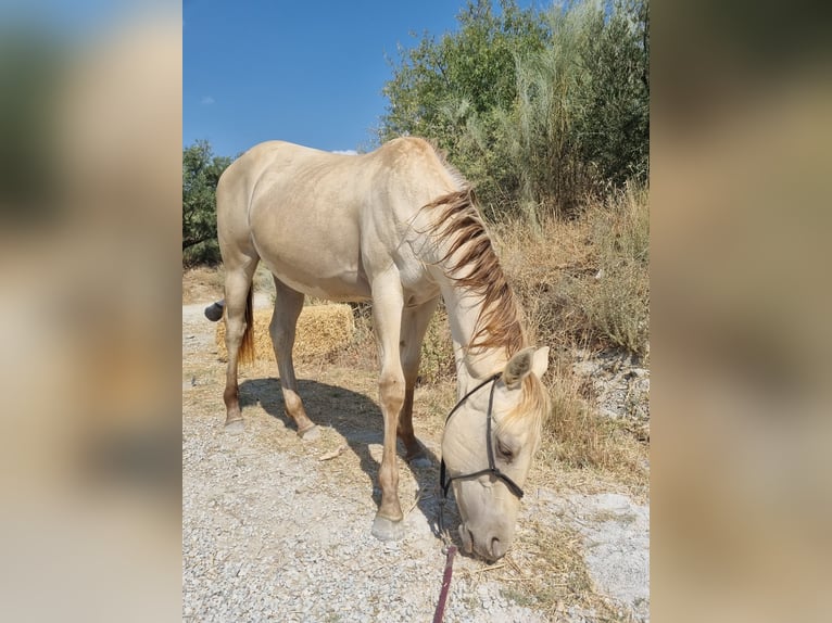 American Paint Horse Mare 1 year Champagne in Caniles