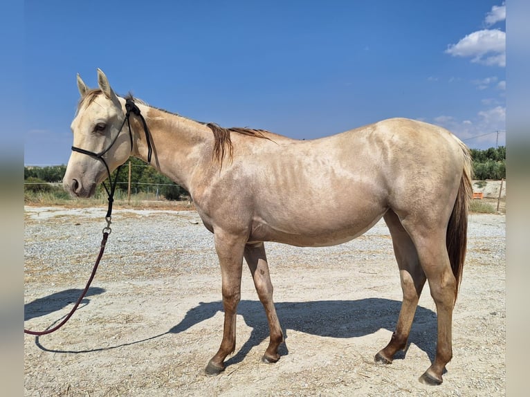 American Paint Horse Mare 1 year Champagne in Caniles