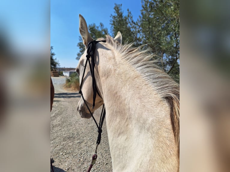 American Paint Horse Mare 1 year Champagne in Caniles