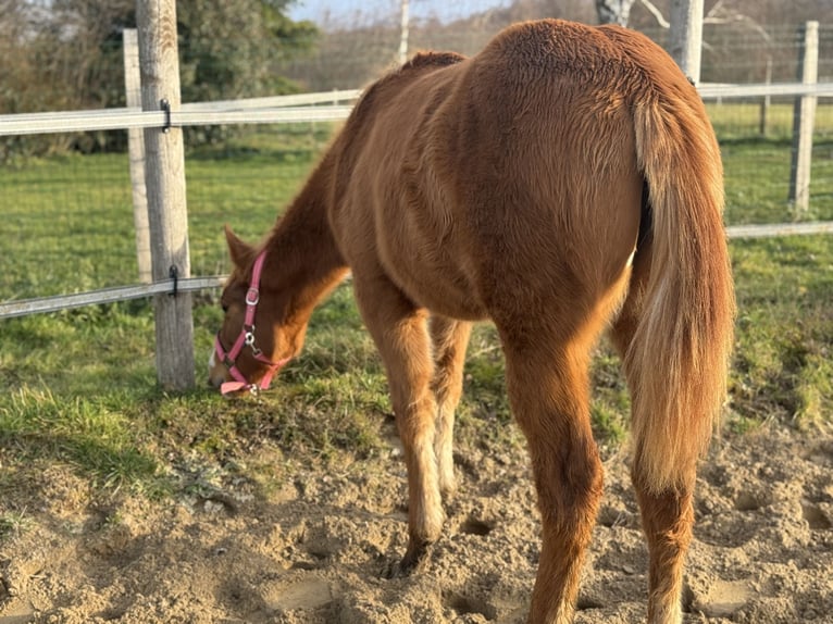 American Paint Horse Mare 1 year Chestnut-Red in Thodure