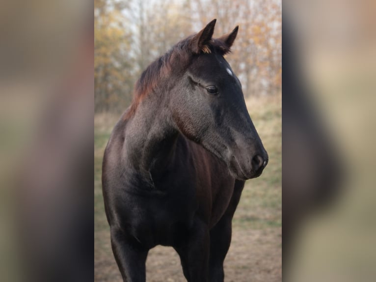 American Paint Horse Mare 1 year in Danstedt