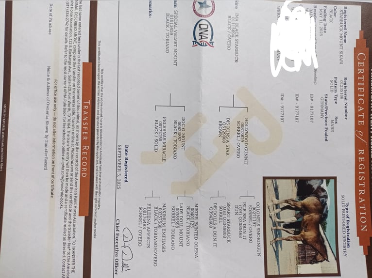 American Paint Horse Mare 1 year in Danstedt