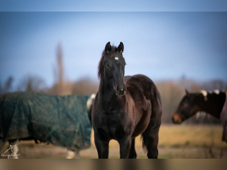 American Paint Horse Mare 1 year in Danstedt