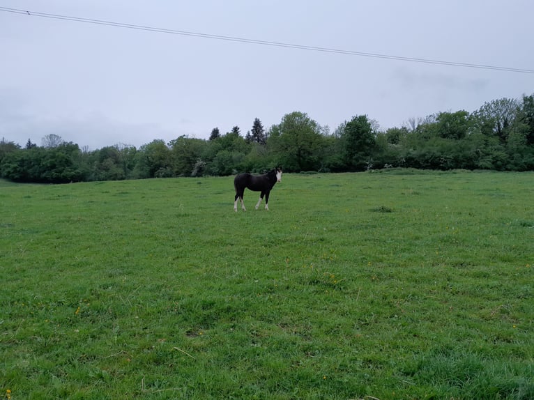 American Paint Horse Mare 1 year Overo-all-colors in Sombacour