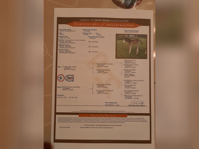 American Paint Horse Mare 1 year Overo-all-colors in Sombacour val d usiers