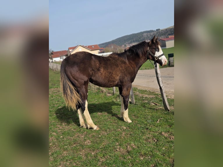 American Paint Horse Mare 1 year Overo-all-colors in Sombacour val d usiers