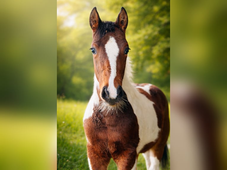 American Paint Horse Mare 1 year Pinto in Boccaleone