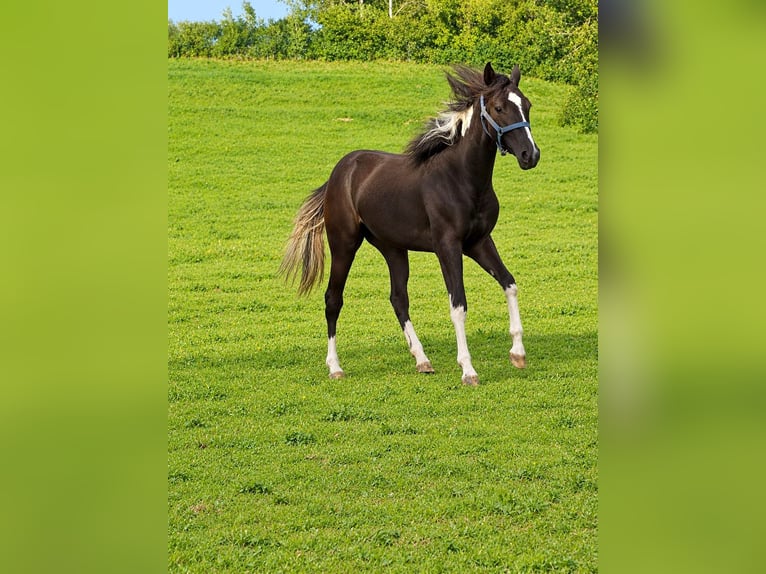 American Paint Horse Mare 1 year Pinto in Haldenwang