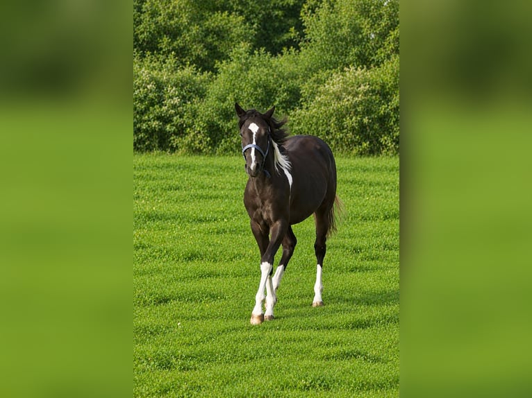 American Paint Horse Mare 1 year Pinto in Haldenwang
