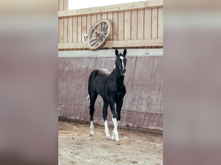 American Paint Horse Mare 1 year Pinto in Haldenwang