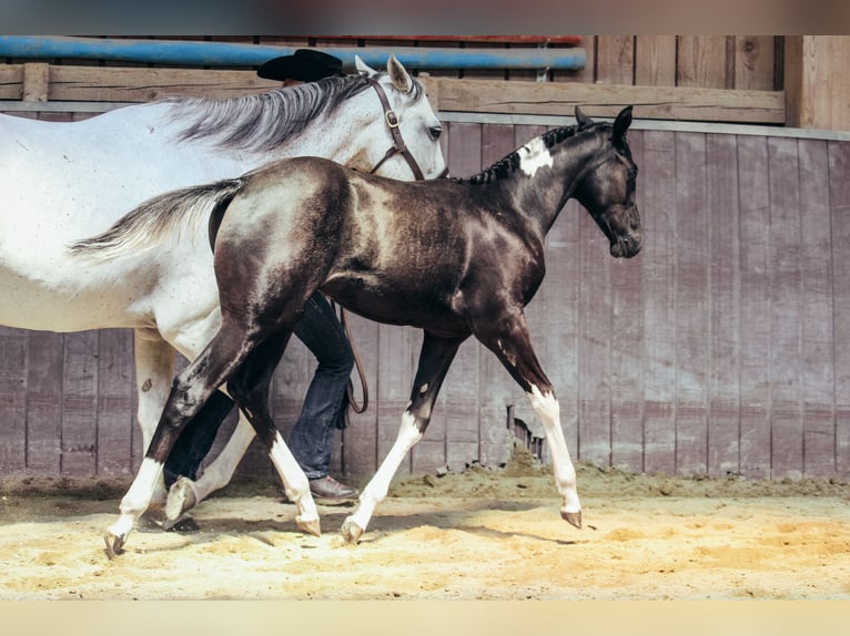 American Paint Horse Mare 1 year Pinto in Haldenwang