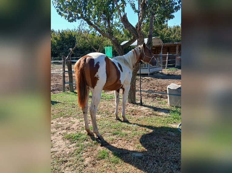 American Paint Horse Mare 1 year Tobiano-all-colors in Incisa Scapaccino