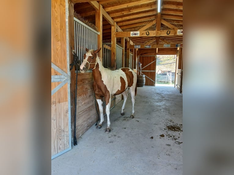 American Paint Horse Mare 1 year Tobiano-all-colors in Incisa Scapaccino