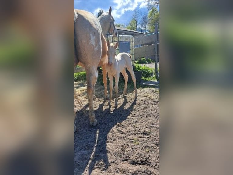 American Paint Horse Mare 1 year in Ratekau