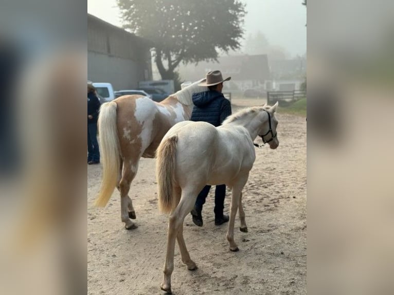 American Paint Horse Mare 1 year in Ratekau