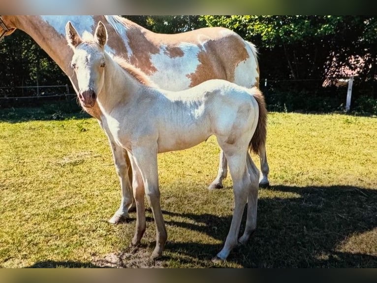 American Paint Horse Mare 1 year in Ratekau