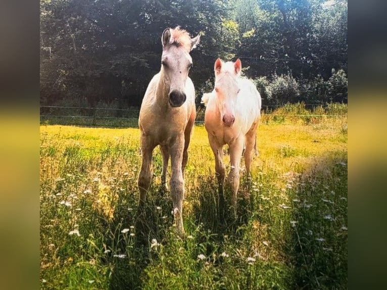 American Paint Horse Mare 1 year in Ratekau