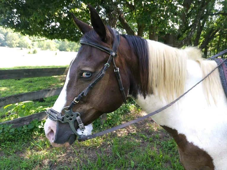 American Paint Horse Mare 22 years 15 hh Tobiano-all-colors in Brentwood, TN