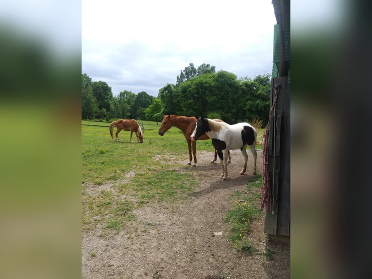 American Paint Horse Mare 22 years 15 hh Tobiano-all-colors in Brentwood, TN