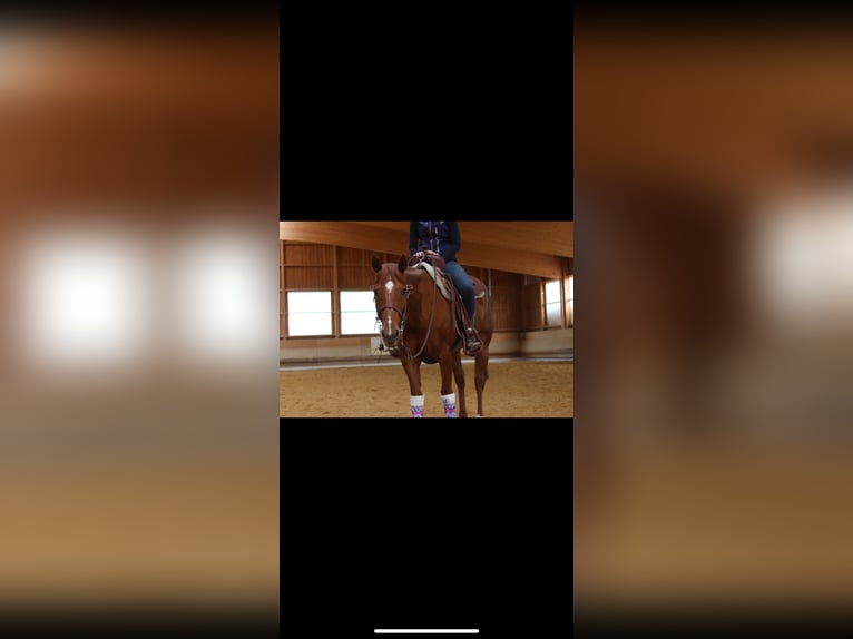 American Paint Horse Mare 23 years 14,3 hh Chestnut-Red in M&#xFC;nchen