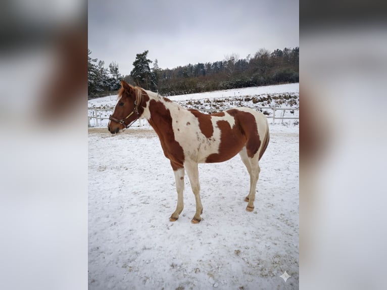 American Paint Horse Mare 2 years 13.2 hh Tobiano-all-colors in Procious