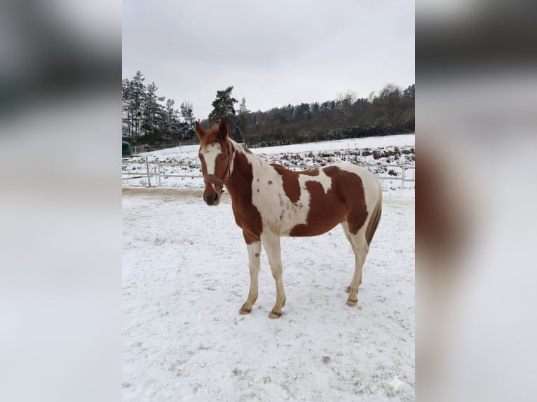 American Paint Horse Mare 2 years 13.2 hh Tobiano-all-colors in Procious