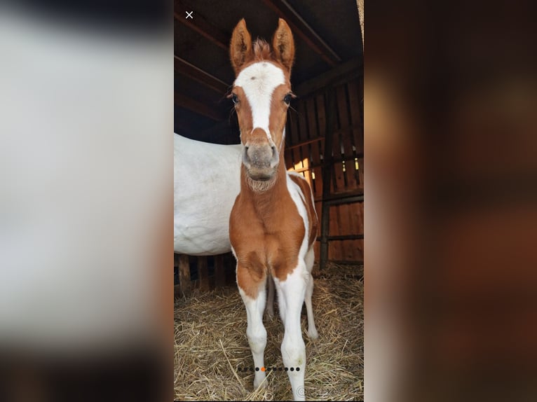American Paint Horse Mare 2 years 13.2 hh Tobiano-all-colors in Procious
