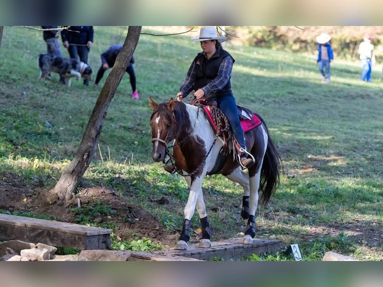 American Paint Horse Mare 2 years 13.2 hh Tobiano-all-colors in Procious