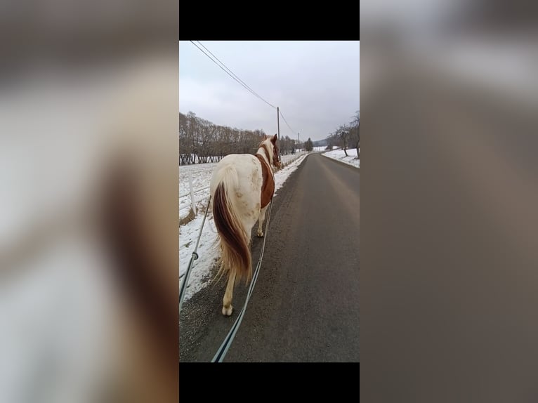 American Paint Horse Mare 2 years 13.2 hh Tobiano-all-colors in Procious