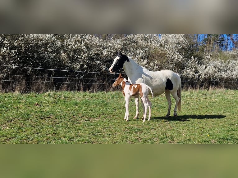 American Paint Horse Mare 2 years 13.2 hh Tobiano-all-colors in Procious