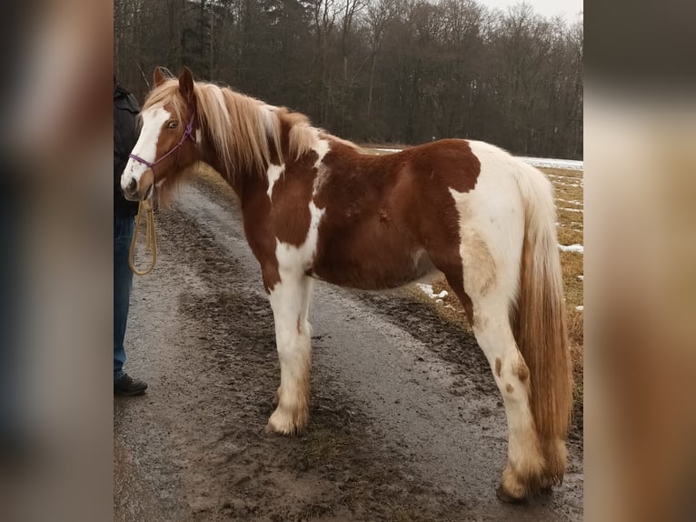 American Paint Horse Mix Mare 2 years 13.2 hh Tovero-all-colors in Bad Mergentheim