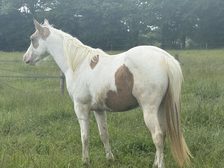 American Paint Horse Mare 2 years 13.3 hh Buckskin in Bossieu