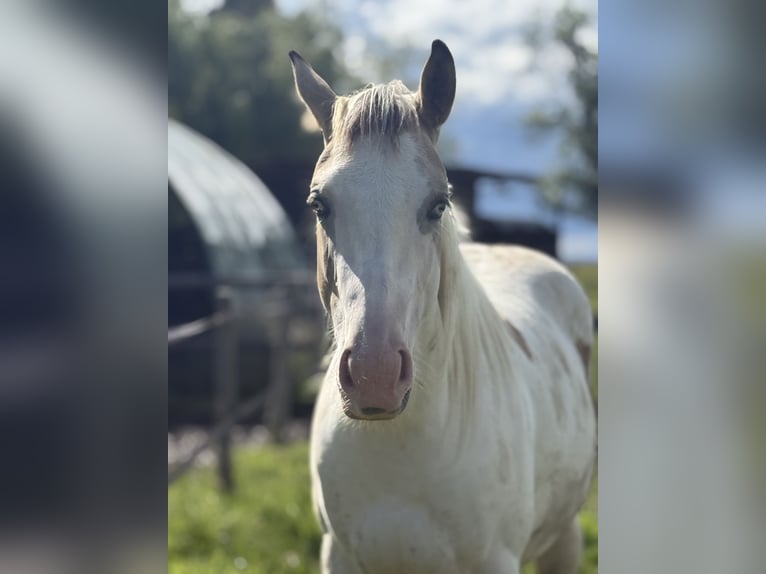 American Paint Horse Mare 2 years 13.3 hh Buckskin in Bossieu