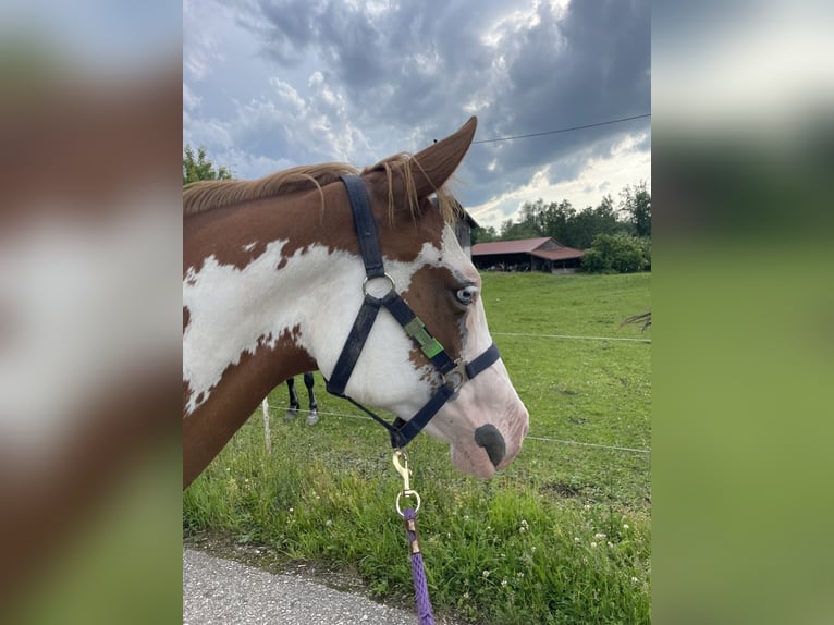 American Paint Horse Mare 2 years 13,2 hh Overo-all-colors in Pfaffing