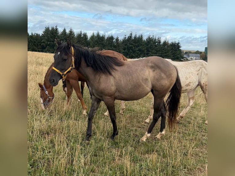 American Paint Horse Mare 2 years 14.1 hh Grullo in Daleiden