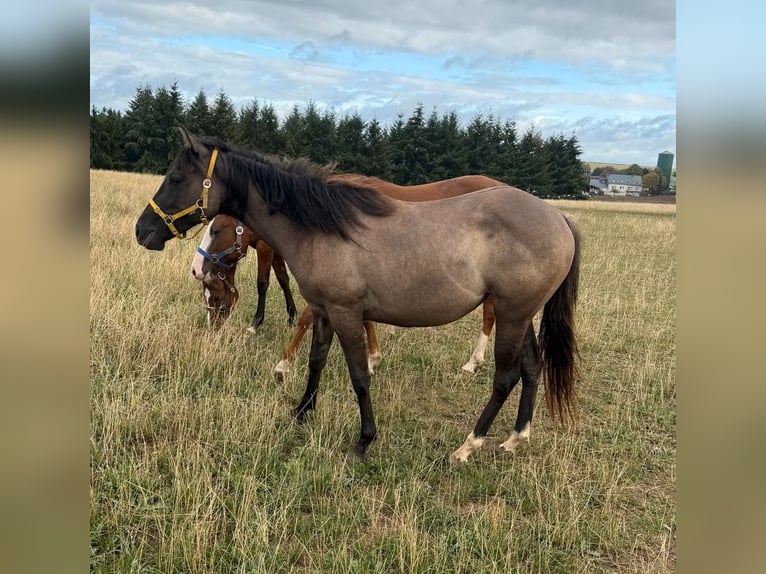 American Paint Horse Mare 2 years 14.1 hh Grullo in Daleiden