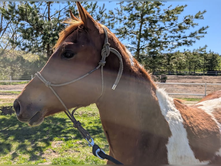 American Paint Horse Mare 2 years 14.1 hh Pinto in Płonna