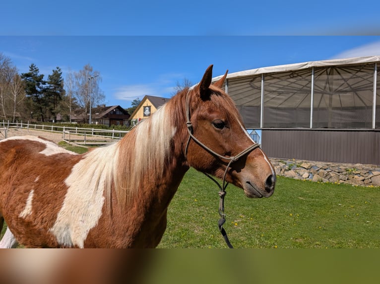 American Paint Horse Mare 2 years 14.1 hh Pinto in Płonna
