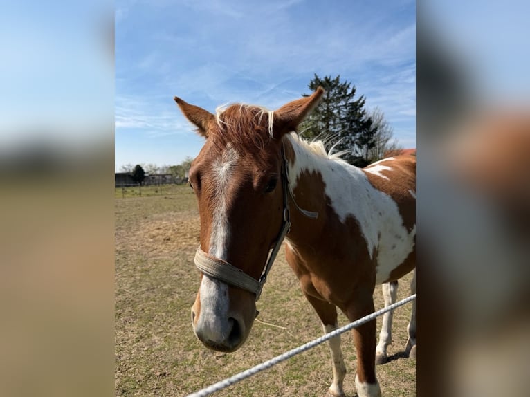 American Paint Horse Mare 2 years 14.1 hh  in Florstadt