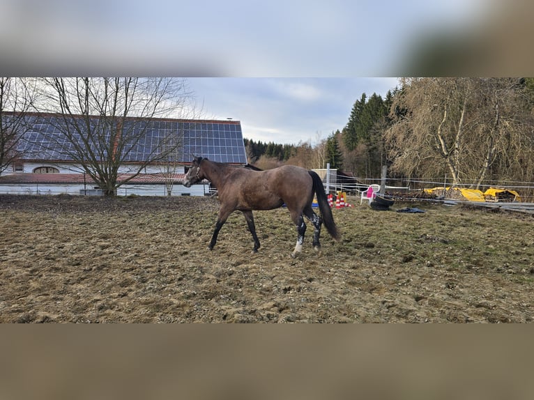 American Paint Horse Mix Mare 2 years 14.2 hh Brown Falb mold in Niederrieden