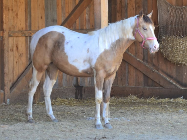 American Paint Horse Mare 2 years 14.2 hh Champagne in Buchbach