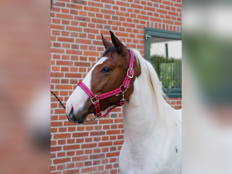 American Paint Horse Mix Mare 2 years 14.2 hh Tobiano-all-colors in Brenz