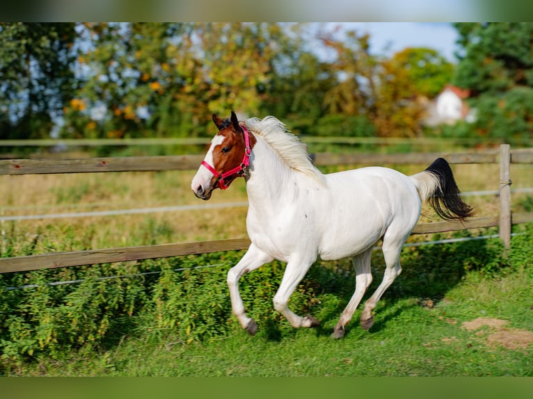American Paint Horse Mix Mare 2 years 14.2 hh Tobiano-all-colors in Brenz