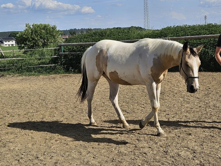 American Paint Horse Mare 2 years 14.2 hh Tobiano-all-colors in Mindelheim