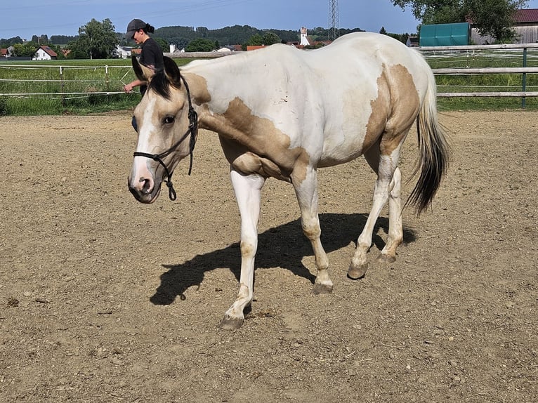 American Paint Horse Mare 2 years 14.2 hh Tobiano-all-colors in Mindelheim