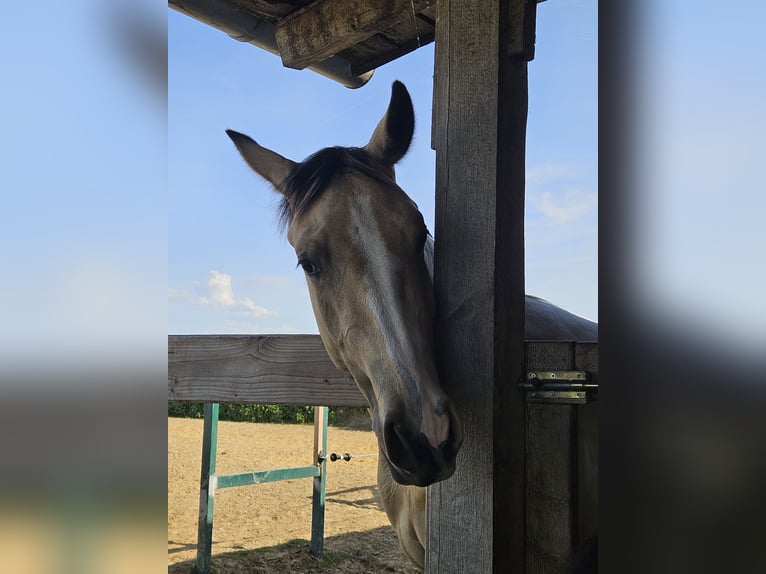 American Paint Horse Mare 2 years 14.2 hh Tobiano-all-colors in Mindelheim