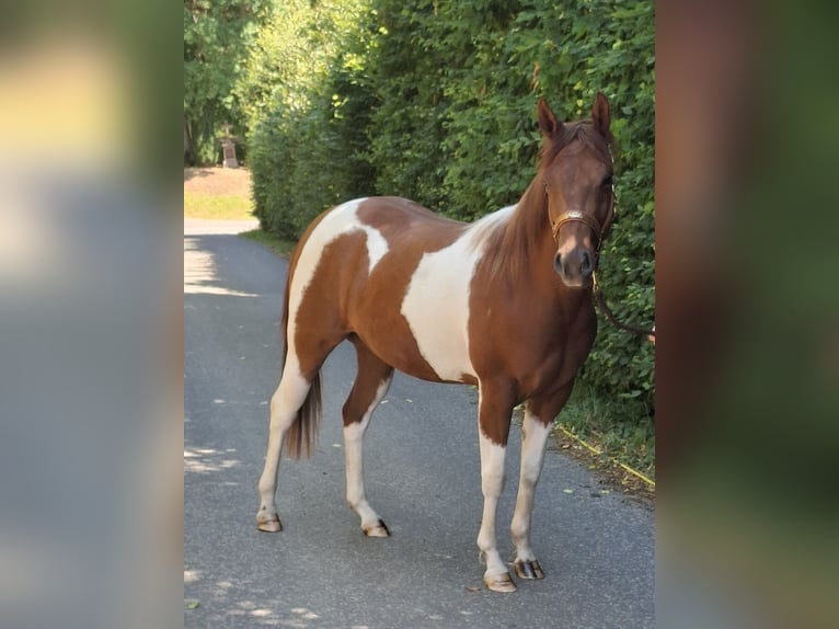 American Paint Horse Mare 2 years 14.3 hh Tobiano-all-colors in Kruchten
