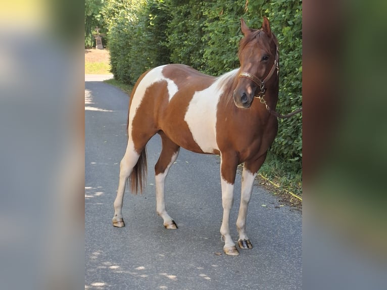 American Paint Horse Mare 2 years 14.3 hh Tobiano-all-colors in Kruchten